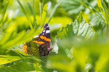 Close up at a Red admiral butterfly in the green
