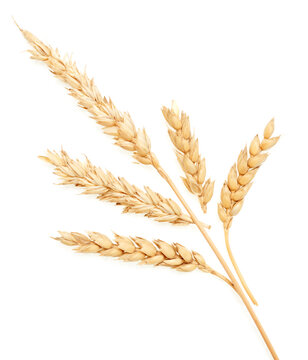 Wheat on white