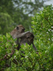 interaction of two monkeys looking for head lice