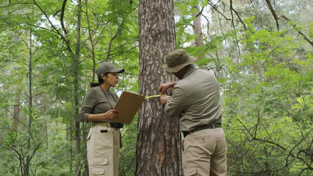 Medium full shot of Hispanic female and biracial male rangers in uniforms working together in green mixed forest on cloudy summer day, woman holding clipboard and man measuring girth of pine tree
