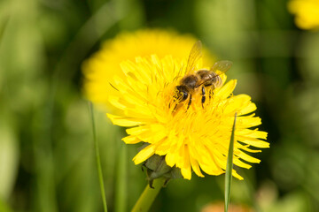 Biene auf einer Löwenzahn-Blüte