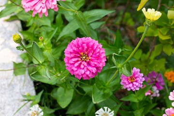 Zinnia flower in the garden