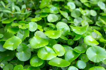 Fototapeta na wymiar Centella asiatica (gotu kola). Fresh green leaves herb background.