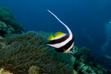 Fototapeta na wymiar Longfin bannerfish swim underwater in deep blue sea with sea anemone and fish and coral reef landscape in blue water background
