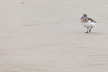 Sanderling (Calidris alba) is a small wading bird. The name derives from Old English sand-yrðling, 