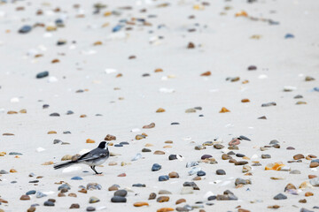 White wagtail (Motacilla alba) is a small passerine bird in the family Motacillidae, which also includes pipits and longclaws. Skalling beach at Blaavand huk, Denmark