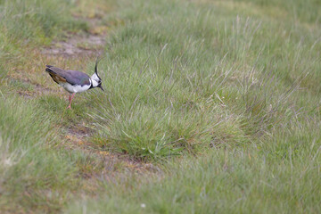 Northern Lapwing a handsome and striking large wader (shorebird) with long wispy crest. Skalling beach at Blaavand huk, Denmark