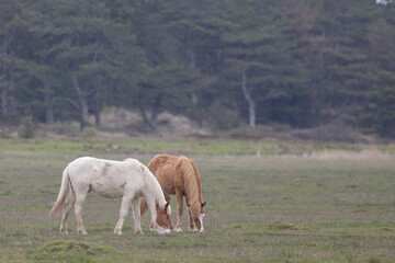 Naklejka na ściany i meble Horses in the field at Blaavand huk,Blåvand is a town in Varde municipality in Jutland in Denmark