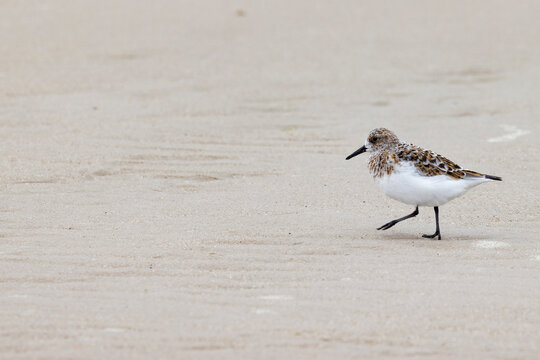 Sanderling (Calidris alba) is a small wading bird. The name derives from Old English sand-yr&eth;ling, "sand-ploughman. At Skalling sandy beach,Blaavand,Denmark