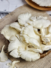 Jamur Tiram or Oyster mushrooms are with general characteristics of a white to creamy fruit body and a semicircular hood similar to an oyster shell﻿