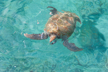 Swimming Turtles in Water. Miami Beach in Barbados