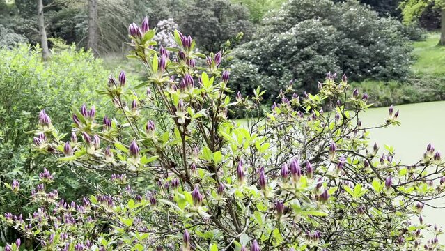 Buds of purple rhododendron in spring in the park