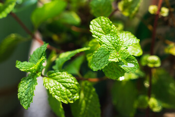 Closeup dark green mint on shadow background with sunlight using as food and healthy concept