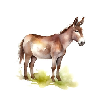 Donkey isolated on white background. Watercolor. Illustration. Sample. Close-up. Clip-art. Drawn by hand.