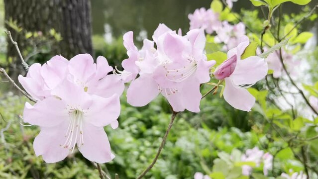 Plant blooming with pink flowers in spring close-up