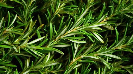 Background of green fresh rosemary herb bunches. AI generated