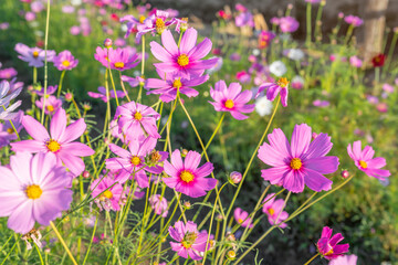 The beautiful cosmos flower in field.