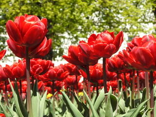 field of red tulips, the view from the bottom