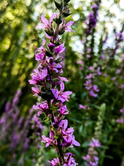 Purple flower meaning and symbolism includes peace, harmony, honor, respect, royalty, and spiritual awareness