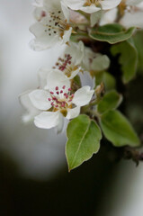 Kwitnące drzewa wiosną, czereśnie, wiśnie, kwiaty czereśni, białe kwiaty na drzewach, pąki,...