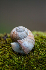 Przyroda, ślimak, skorupa ślimaka