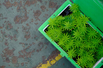 Green Business: Top View Shot of Cannabis Plants in Industrial Ship