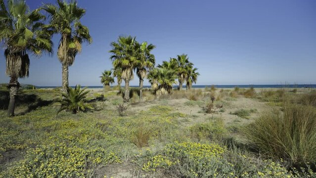 Walk along the dunes with palm trees near the sandy beach. Deserted wide beach on a sunny spring day. Spain