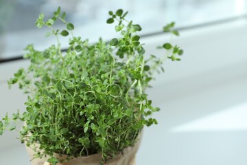 Fototapeta premium Fresh potted thyme on white background, closeup. Space for text
