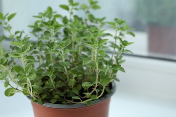 Fresh potted oregano on white background, closeup. Space for text