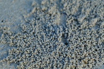 Wildlife in the Beach: Crab Nest on the Sand
