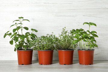 Different aromatic potted herbs on table against white wooden background