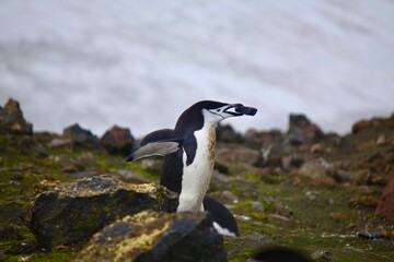 penguin on the rocks
