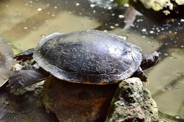 Fototapeta premium Meso-American slider turtle (Trachemys venusta) in Osnabrück Zoo, June 2018.