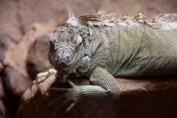 Iguana in Osnabrück Zoo, June 2018.