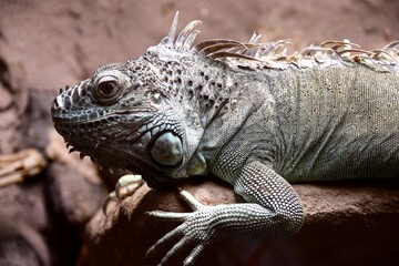 Iguana in Osnabrück Zoo, June 2018.