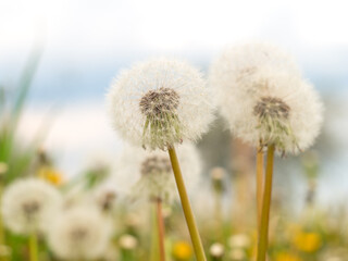 Naklejka premium dandelions on a spring meadow
