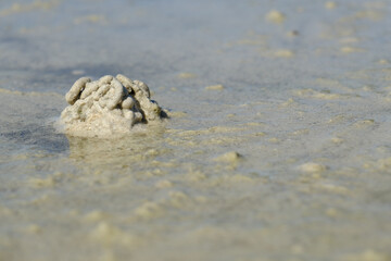 Crab's Home: Close-Up of a Nest on a Tropical Beach
