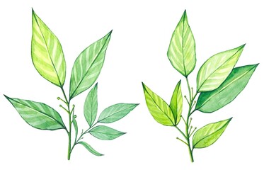 Watercolor bay leaf, botanical illustration isolated on white background