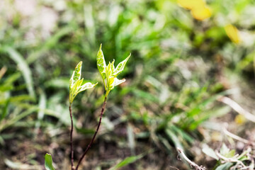 plant a young sapling with loosened leaves of derens of Elegantissima. hedge