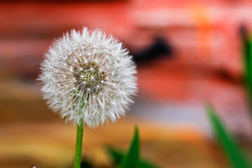 white dandelion with seeds on a light background. medicinal plants