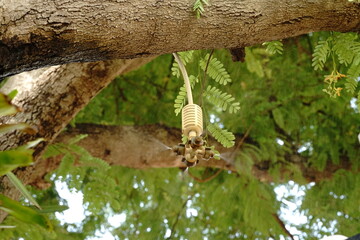 Drip irrigation systems are used to water plants.