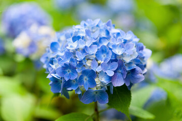 雨の季節に咲く