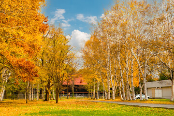 北海道大学の秋の風景、青空