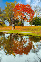 北海道大学の秋の風景、楓の紅葉