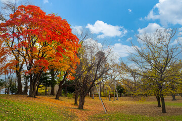 北海道大学の秋の風景、楓の紅葉