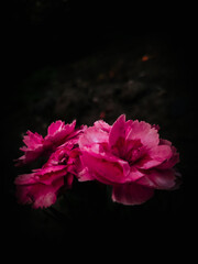 pink rose on black background