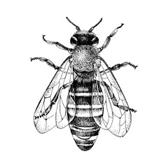 Monochrome vector illustration of front view bee - 601075782