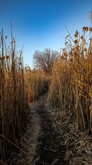 Fototapeta premium morning in a corn field