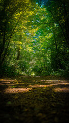 sunlight in the forest