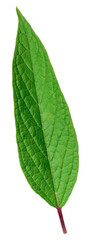 Fresh sesame leaf isolated on the white background.